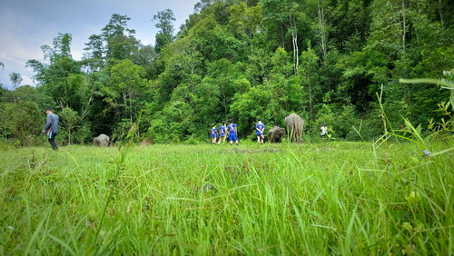 chiang mai blue daily elephant care tours gallery