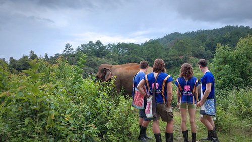 chiang mai blue daily elephant care tours gallery