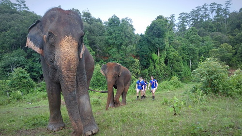 chiang mai blue daily elephant care tours gallery