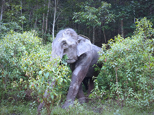 chiang mai blue daily elephant care tours gallery