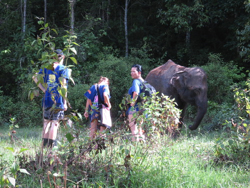 chiang mai blue daily elephant care tours gallery