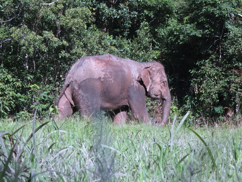 chiang mai blue daily elephant care tours gallery