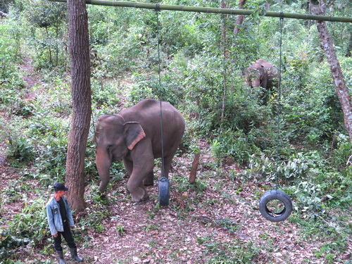 chiang mai blue daily elephant care tours gallery