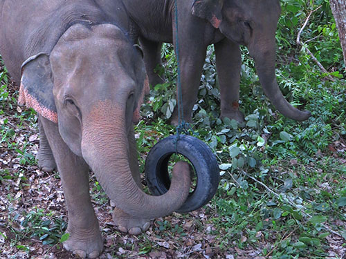 chiang mai blue daily elephant care tours gallery