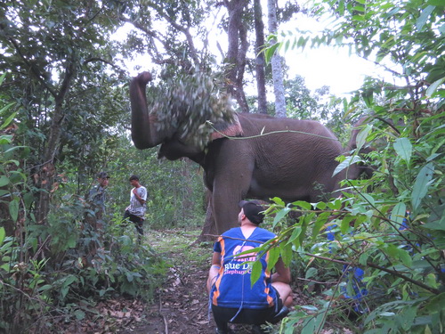 chiang mai blue daily elephant care tours gallery