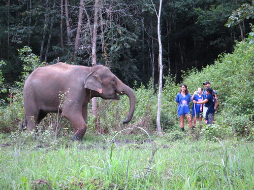 chiang mai blue daily elephant care tours gallery