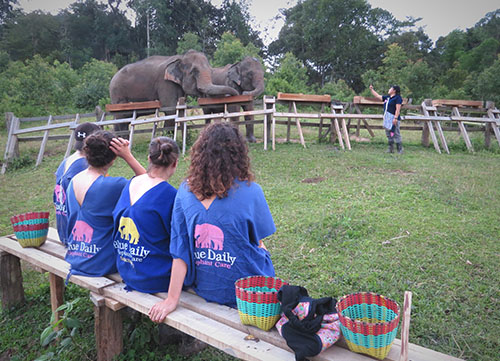 chiang mai blue daily elephant care tours gallery