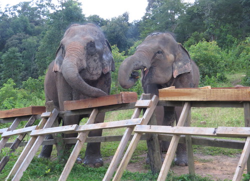 chiang mai blue daily elephant care tours gallery