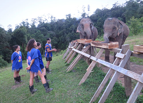 chiang mai blue daily elephant care tours gallery