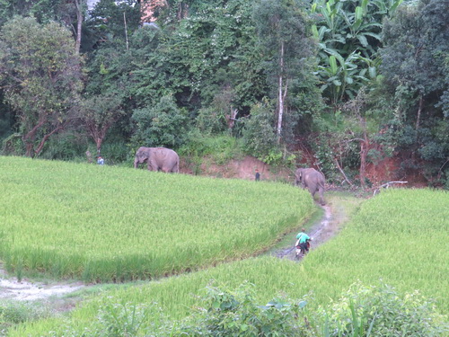 chiang mai blue daily elephant care tours gallery