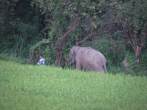 chiang mai blue daily elephant care tours gallery