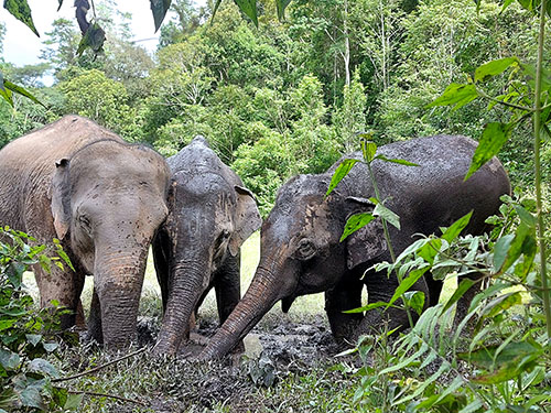 chiang mai blue daily elephant care tours gallery