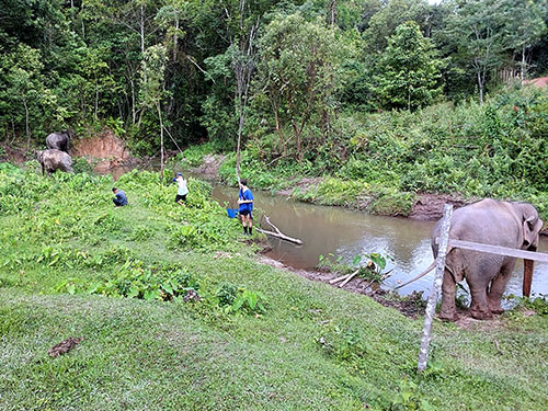 chiang mai blue daily elephant care tours gallery