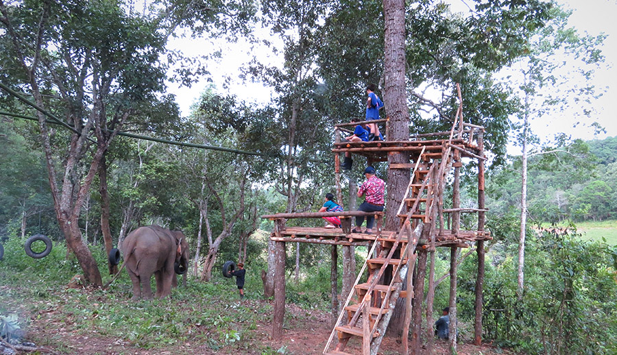 Blue Daily Elephant Care Chiang Mai No riding, Thailand