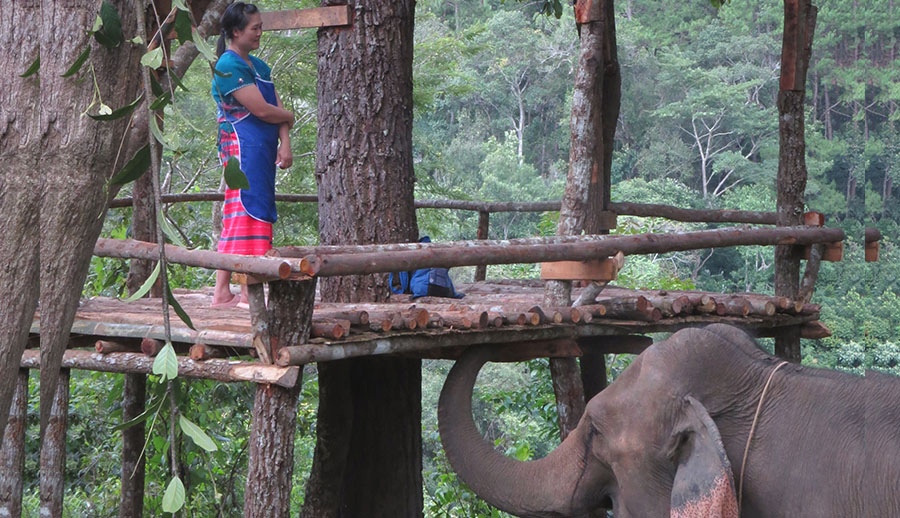 Blue Daily Elephant Care Chiang Mai No riding, Thailand