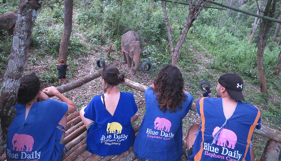 Blue Daily Elephant Care Chiang Mai No riding, Thailand