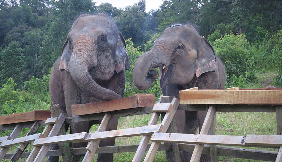 Blue Daily Elephant Care Chiang Mai No riding, Thailand