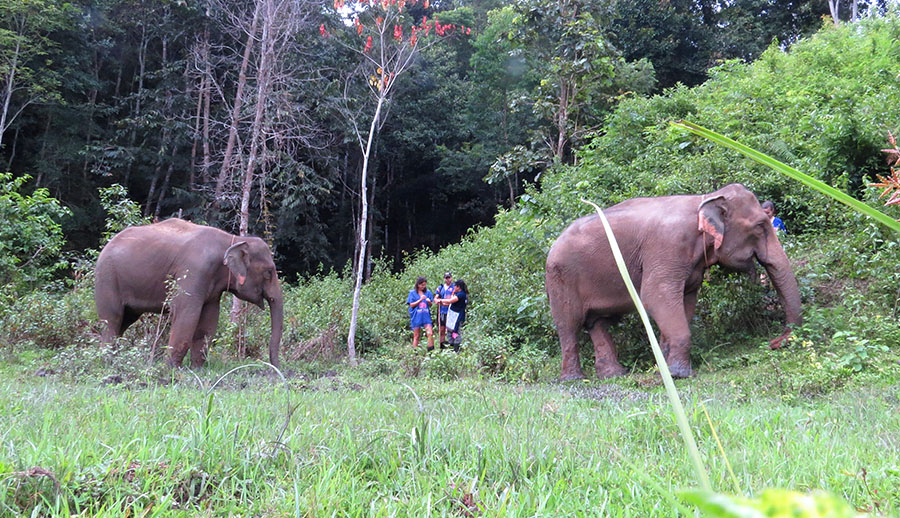 Blue Daily Elephant Care Chiang Mai No riding, Thailand