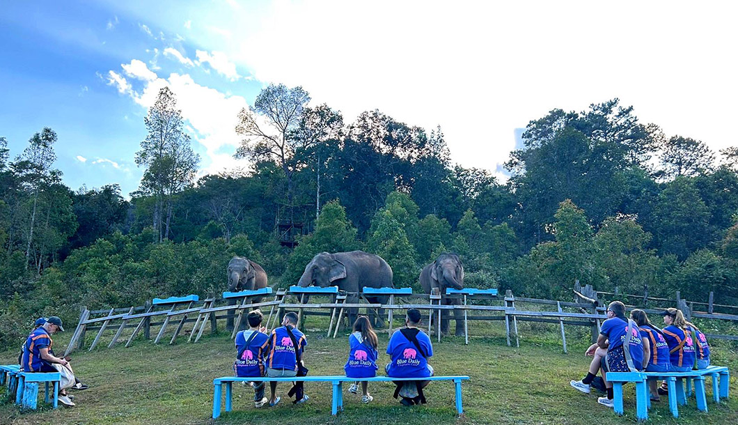 Blue Daily Elephant Care Chiang Mai No riding, Thailand