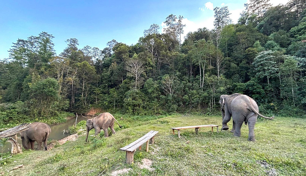 Blue Daily Elephant Care Chiang Mai No riding, Thailand