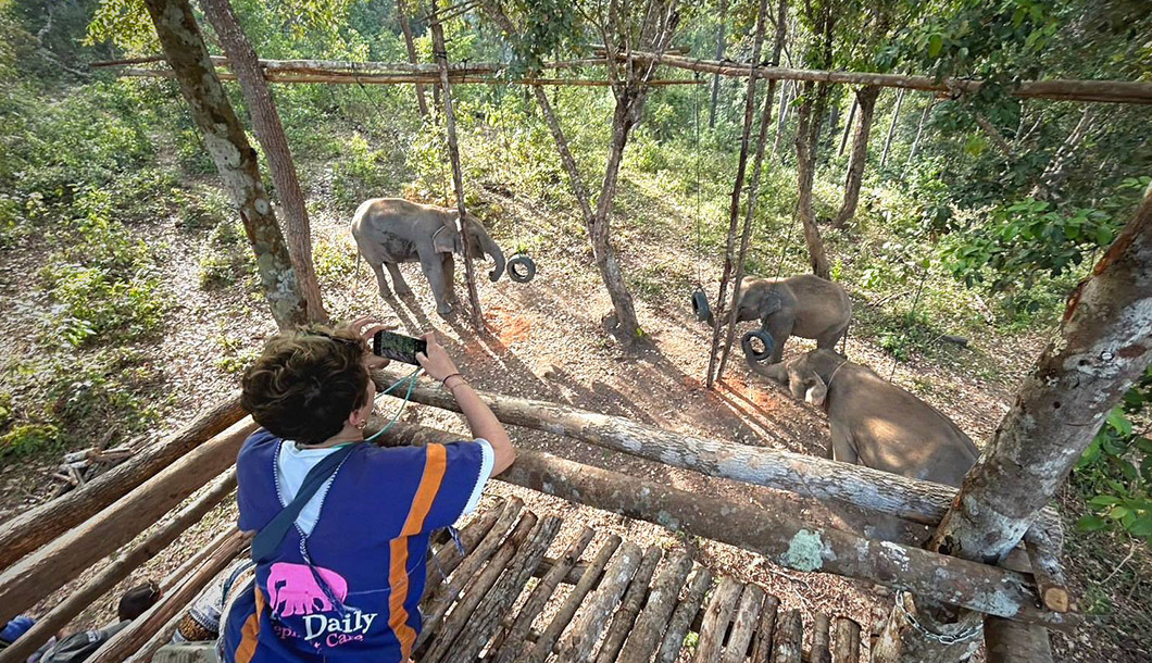 Blue Daily Elephant Care Chiang Mai No riding, Thailand