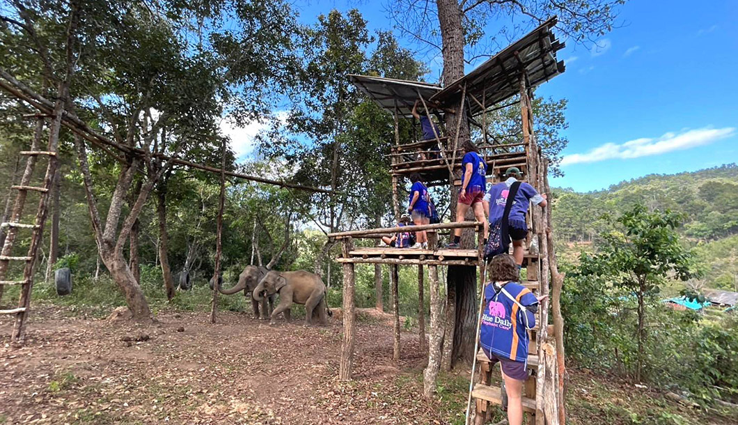 Blue Daily Elephant Care Chiang Mai No riding, Thailand