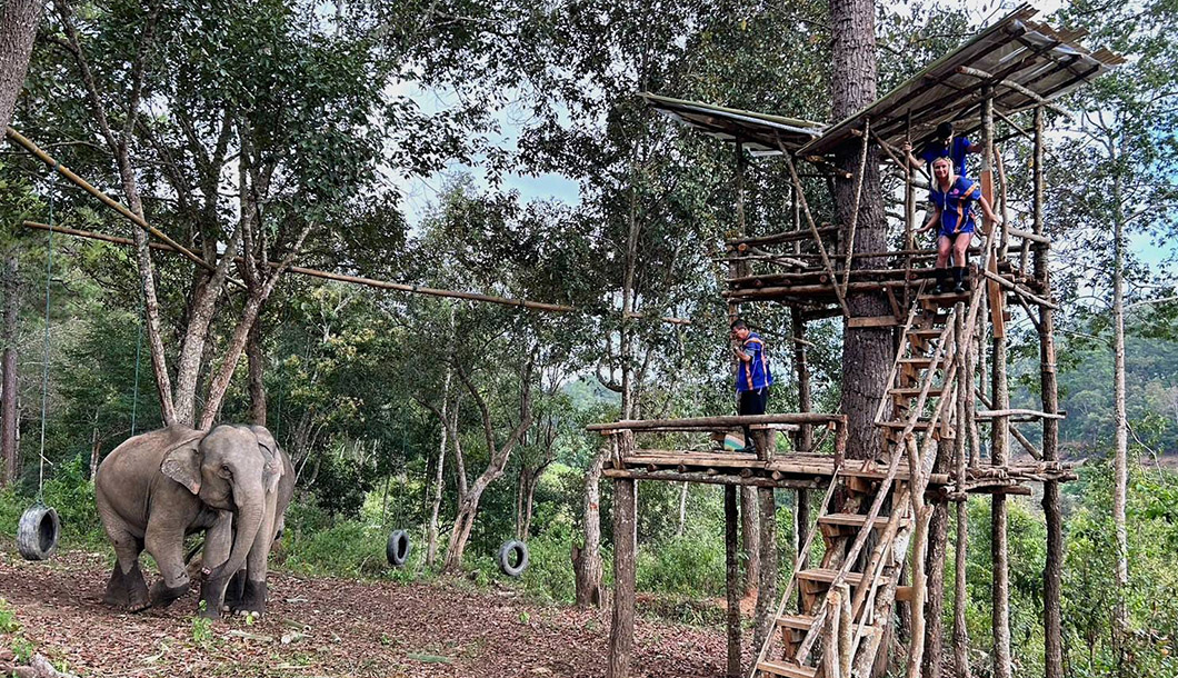 Blue Daily Elephant Care Chiang Mai No riding, Thailand