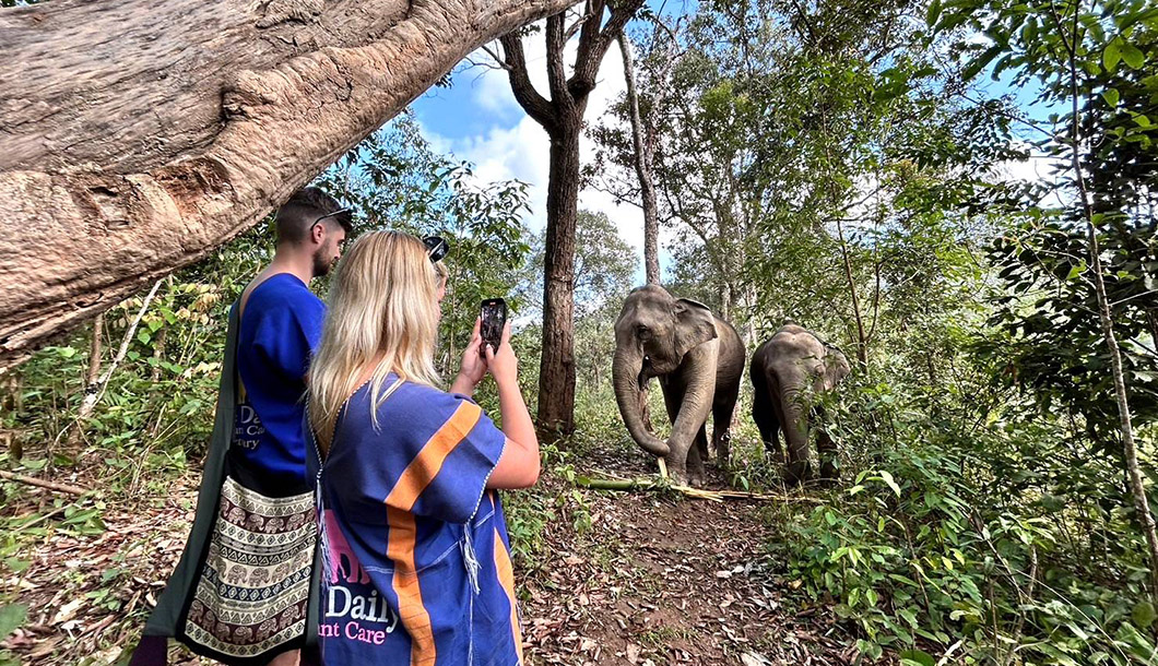 Blue Daily Elephant Care Chiang Mai No riding, Thailand