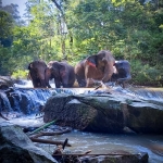 Full Day Blue Daily Elephant Care Sanctuary, Elephant Trail to Waterfall