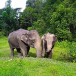 3 Experiences: Ethical Hands Off Elephant Sanctuary, Rafting, Waterfall 