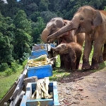 Half Day Afternoon Blue Daily Elephant Care, Ethical and Hands-Off  