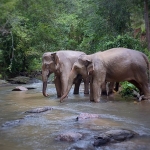 Half Day Afternoon Blue Daily Elephant Care, Hands-off and Ethical