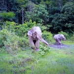 Half Day Morning Blue Daily Elephant Care, Hands-off and Ethical