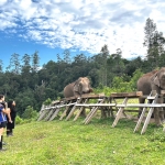 Half Day Morning Blue Daily Elephant Care, Hands-off and Ethical