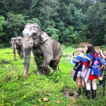 Private Elephant Tour and Rafting, Waterfall, Lunch Treehouse Good View