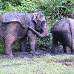 Half Day Afternoon Blue Daily Elephant Care, Hands-off and Ethical