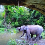 Half Day Afternoon Blue Daily Elephant Care, Hands-off and Ethical