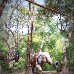 Half Day Morning Blue Daily Elephant Care, Ethical and Hands-Off 