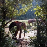 Half Day Morning Blue Daily Elephant Care, Hands-off and Ethical