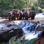 Full Day Blue Daily Elephant Care, Elephants Chill out in Waterfall