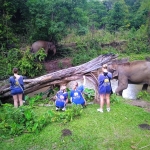 3 Experiences: Ethical Hands Off Elephant Sanctuary, Rafting, Waterfall 