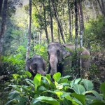 3 Experiences: Ethical Hands Off Elephant Sanctuary, Rafting, Waterfall 