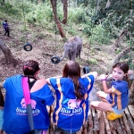 Half Day Morning Blue Daily Elephant Care, Hands-off and Ethical