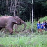 Half Day Afternoon Blue Daily Elephant Care, Hands-off and Ethical