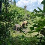 Full Day Blue Daily Elephant Care, Elephants Chill out in Waterfall