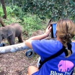 Full Day Blue Daily Elephant Care, Elephants Chill out in Waterfall