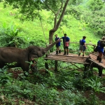 Afternoon Whitewater Rafting Chiang Mai, Foster Rescued Elephants