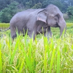 3 Experiences Chiang Mai: Ethical Elephant Sanctuary, Rafting, Waterfall 