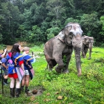 Half Day Afternoon Blue Daily Elephant Care, Hands-off and Ethical