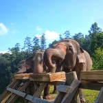 Full Day Blue Daily Elephant Care, Elephants Chill out in Waterfall